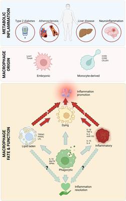 The diverse roles of macrophages in metabolic inflammation and its resolution